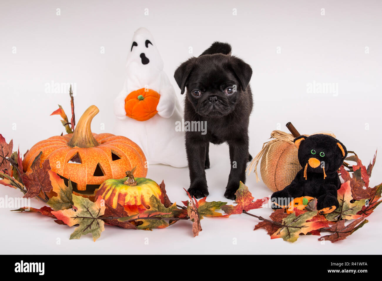 https://c8.alamy.com/comp/R41WFA/10-week-old-black-pug-puppy-surrounded-by-halloween-decorations-pr-R41WFA.jpg