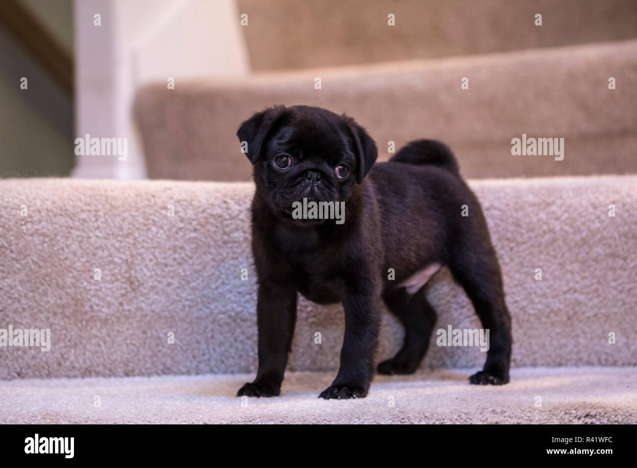 10 week old pug puppy