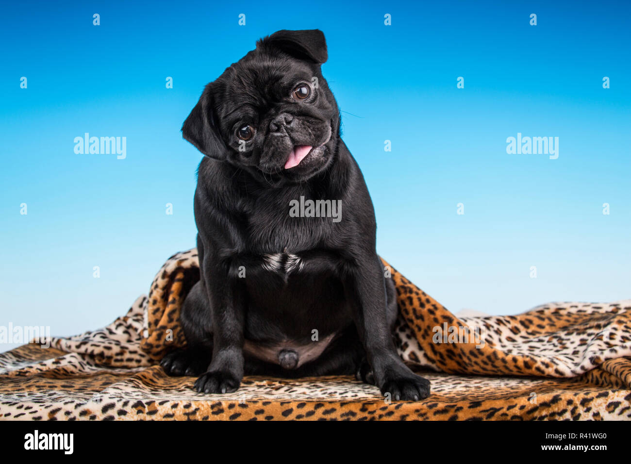 Black pug blanket hotsell