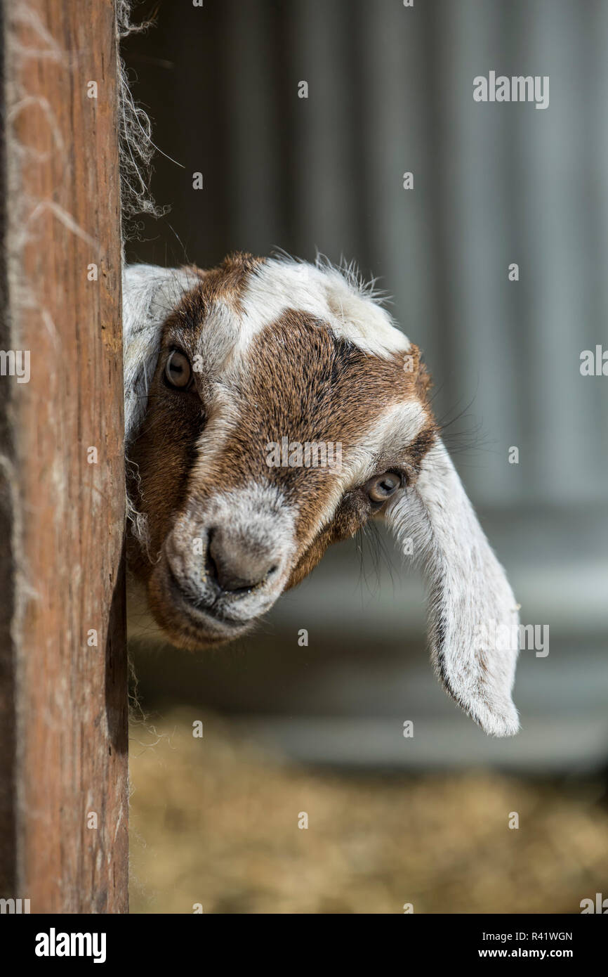 Issaquah, Washington State, USA. 12 day old mixed breed Nubian and Boer goat kid curiously looking out behind a corner. (PR) Stock Photo