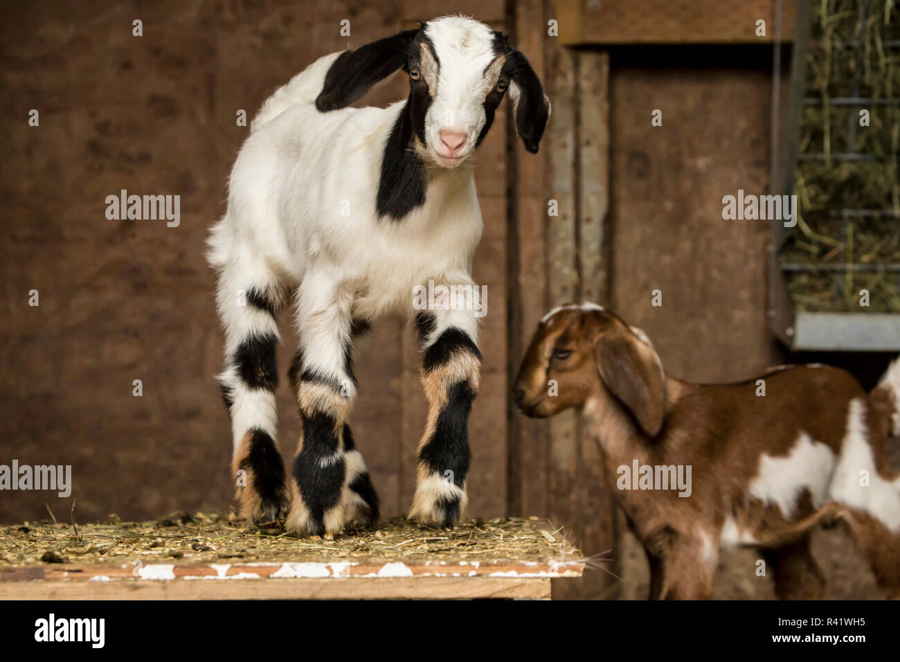 Issaquah, Washington State, USA. Two 12 day old mixed breed Nubian and Boer goat kids posing in an open area of the barn. (PR) Stock Photo