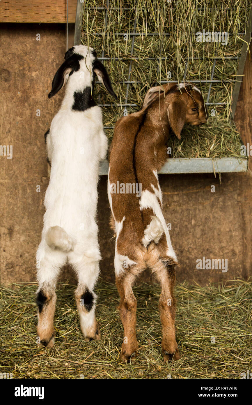 Issaquah, Washington State, USA. 12 day old mixed breed Nubian and Boer goat kids eating hay for the first time. (PR) Stock Photo