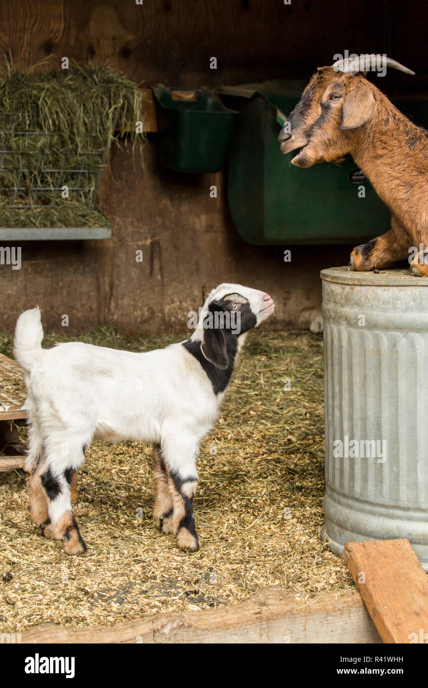 Issaquah, Washington State, USA. 12 day old mixed breed Nubian and Boer goat kid and adult doe. (PR) Stock Photo