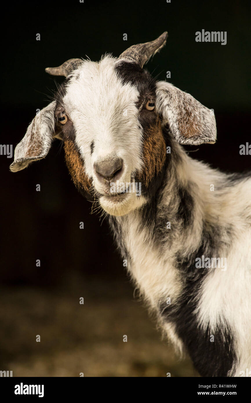Issaquah, Washington State, USA. Mixed breed Nubian and Boer adult doe goat looking curiously out from the barn. (PR) Stock Photo