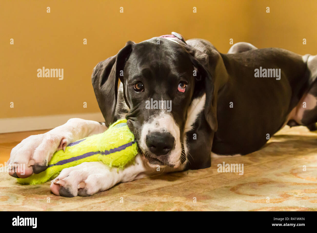 Six month old Great Dane puppy chewing a toy. (PR) Stock Photo