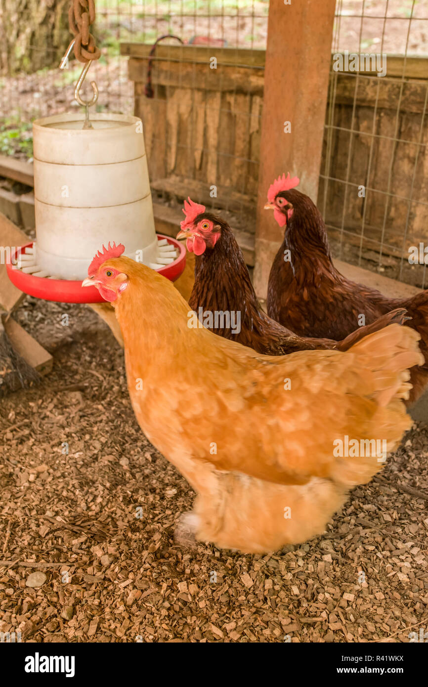 Issaquah, Washington State, USA. Buff Orpington and Rhode Island Red chickens inside their coop with a poultry feeder. (PR) Stock Photo