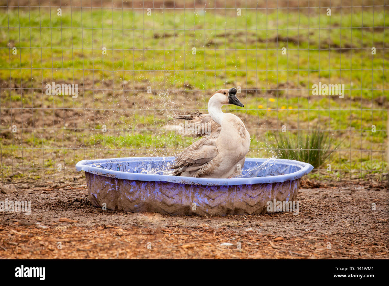 Carnation, Washington State, USA. Domestic Swan Goose bathing in a wading pool at a farm. (PR) Stock Photo
