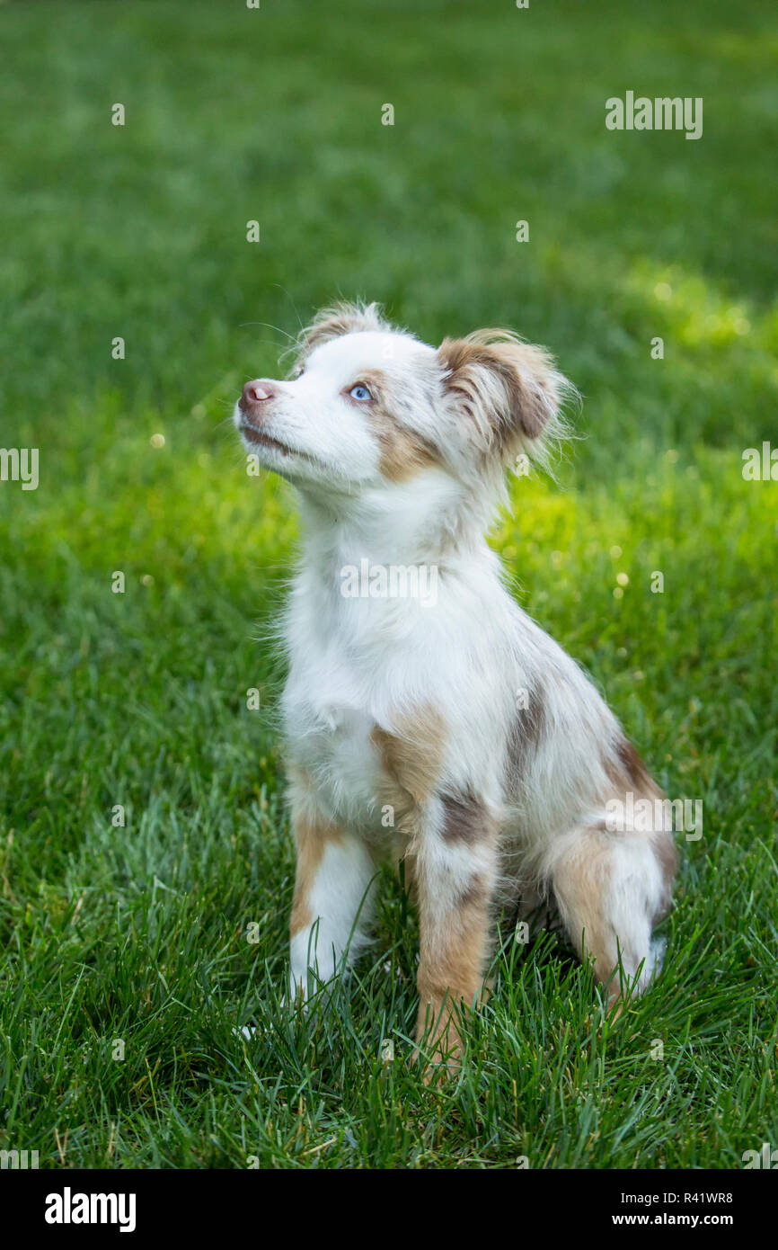Issaquah, Washington State, USA. Mini Australian Shepherd puppy playing in his yard (PR) Stock Photo