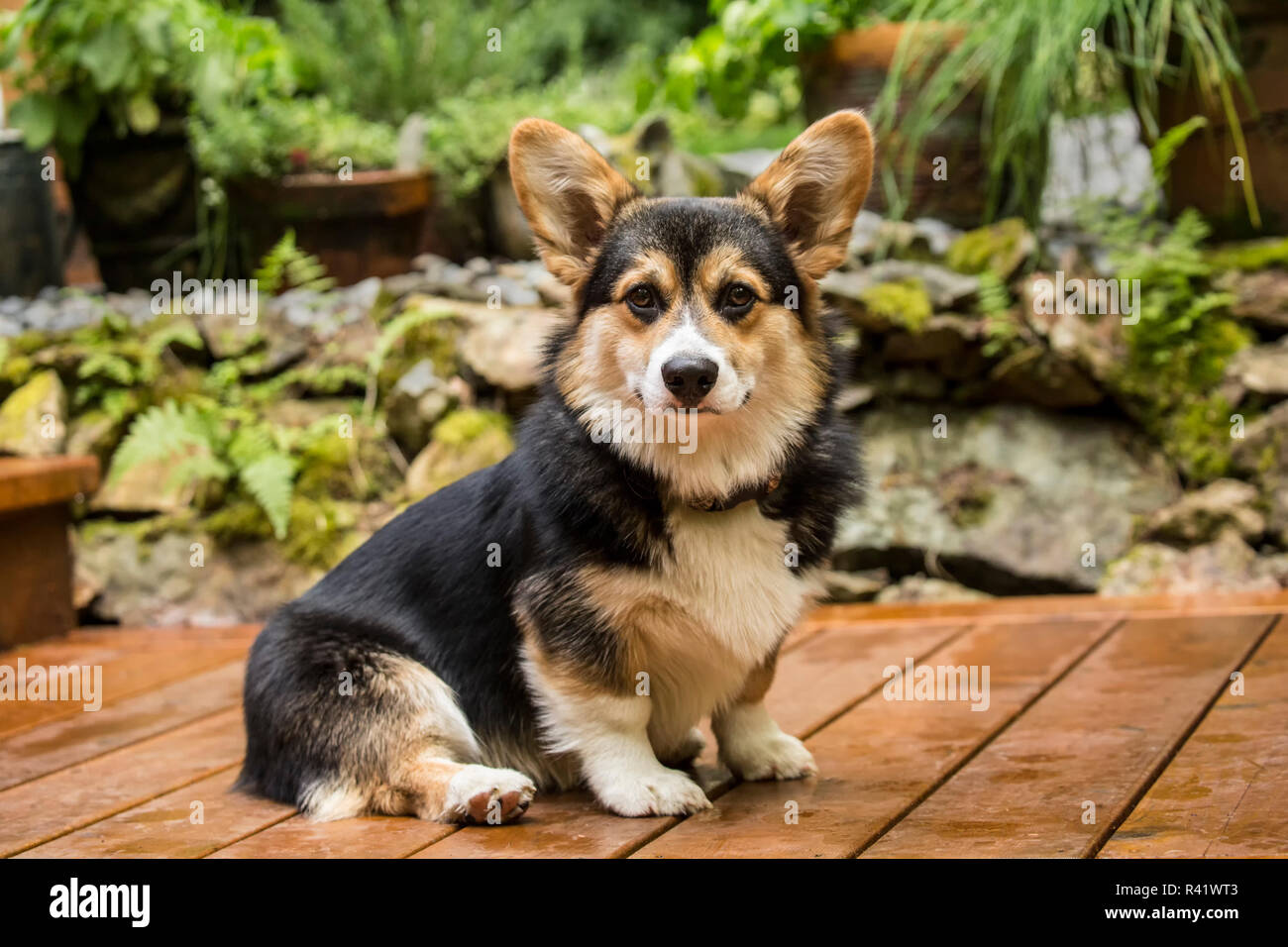 Issaquah, Washington State, USA. Six month old Corgi puppy posing on his wooden deck. (PR) Stock Photo