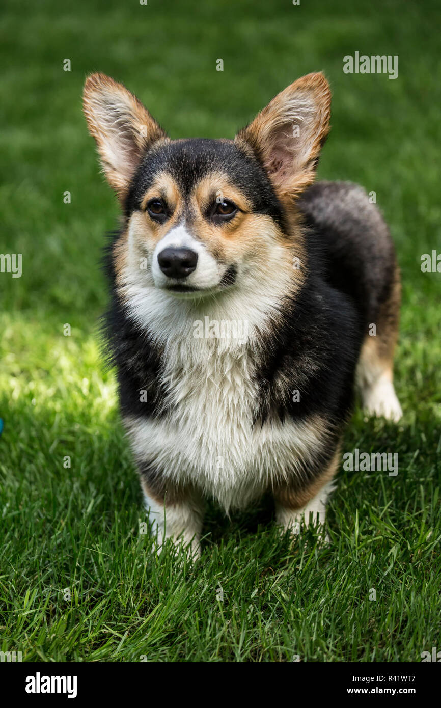 Issaquah, Washington State, USA. Six month old Corgi puppy posing on his lawn. (PR) Stock Photo