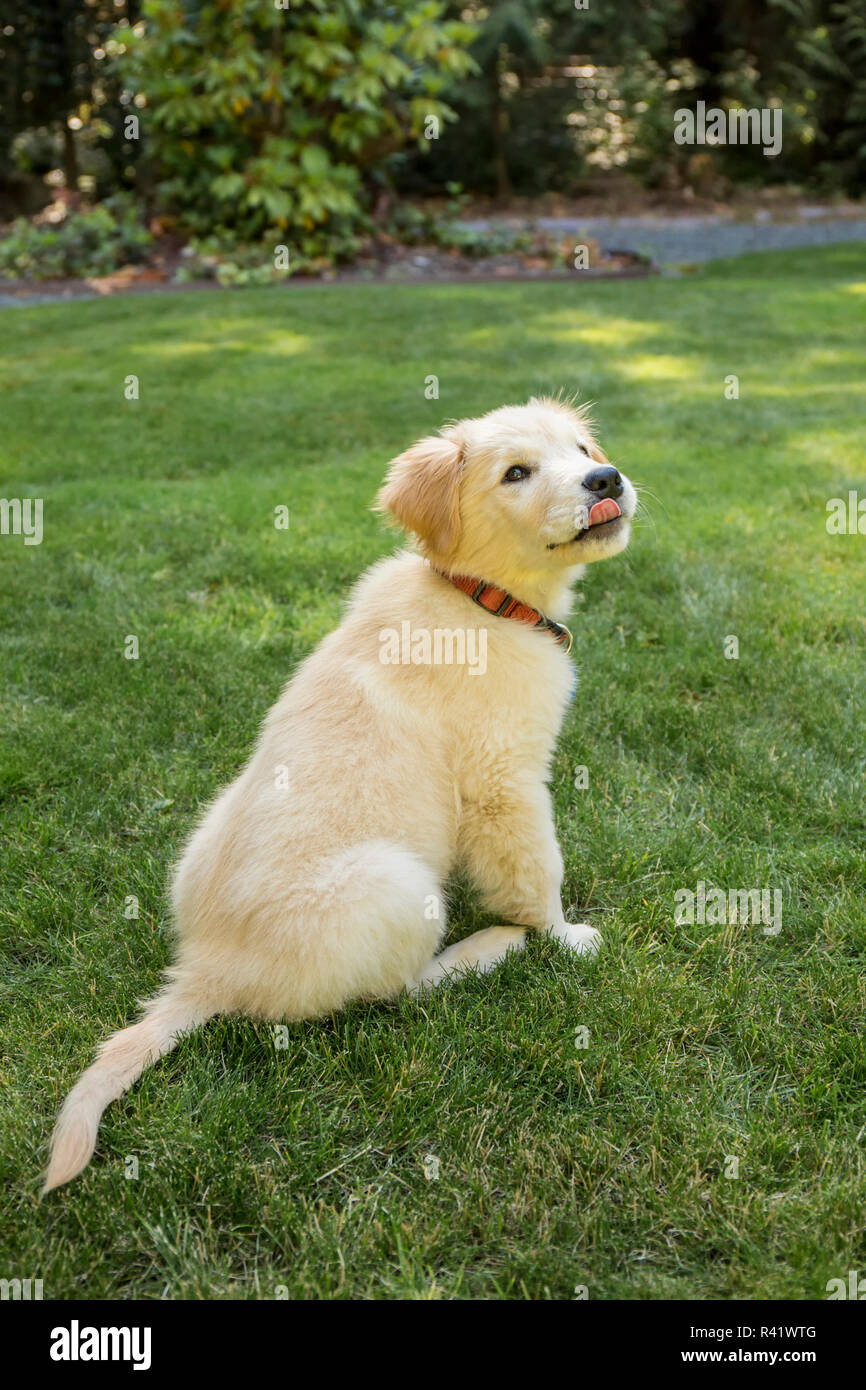 Issaquah Washington State Usa Golden Retriever Puppy