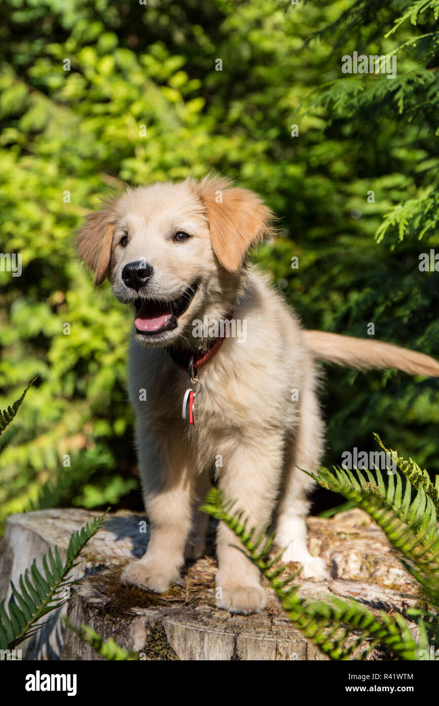 Issaquah, Washington State, USA. Golden Retriever puppy standing on a tree stump. (PR) Stock Photo
