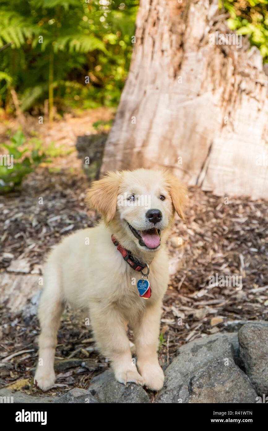 Issaquah, Washington State, USA. Golden Retriever puppy standing atop a stone retaining wall. (PR) Stock Photo