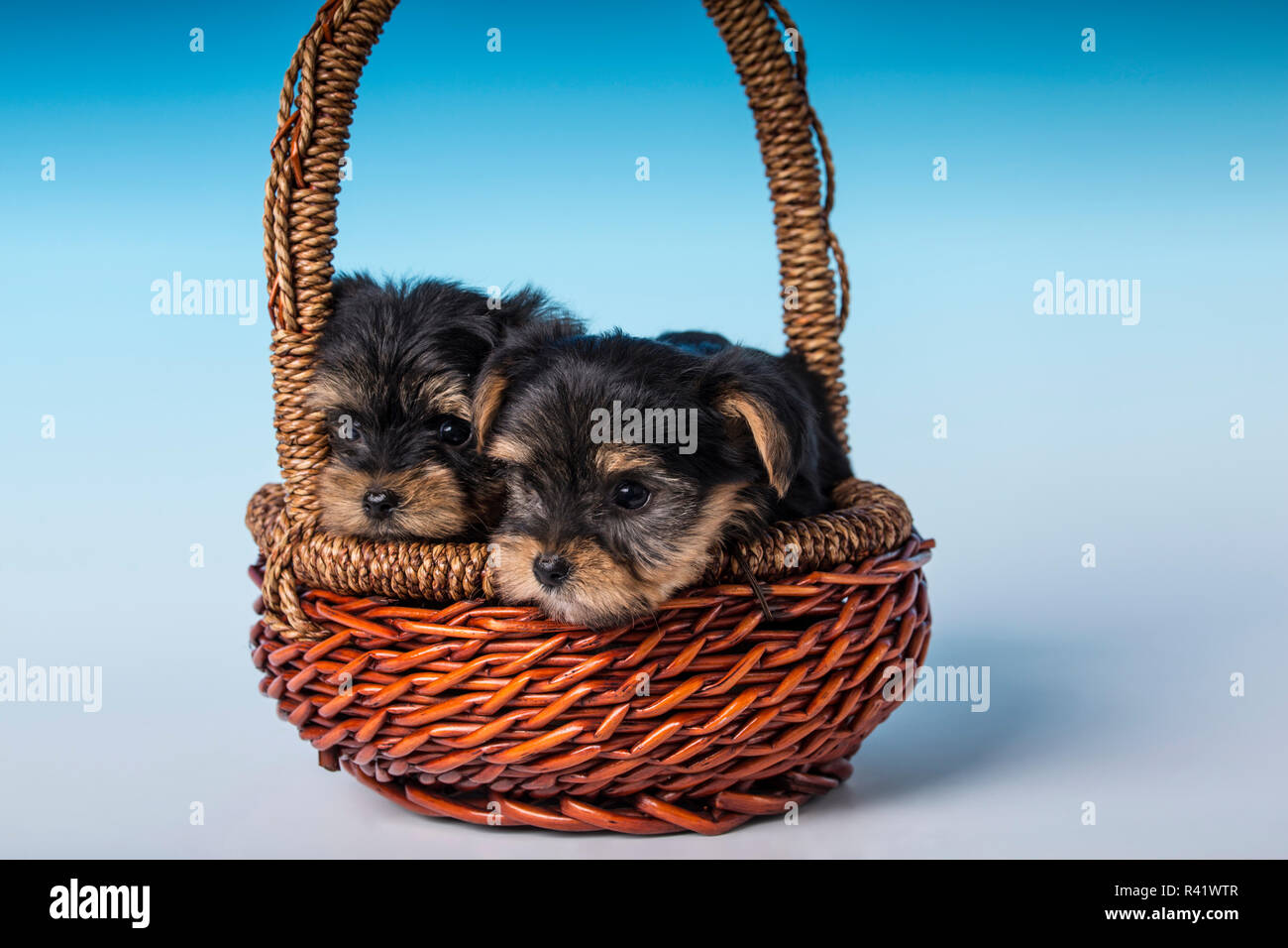 Two Teacup Yorkshire Terrier puppies sitting in a small basket. (PR) Stock Photo
