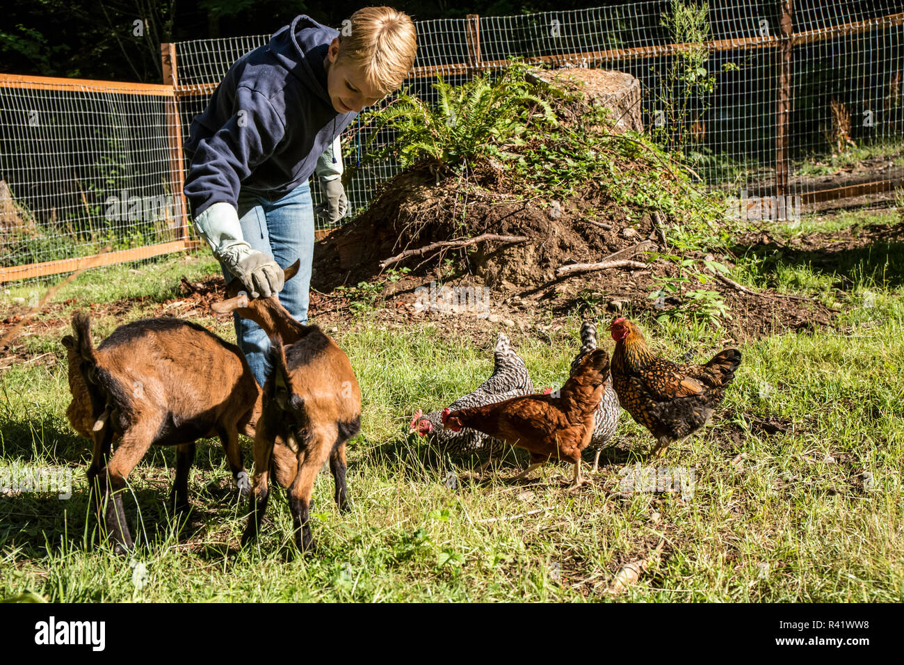 Old woman with goats hi-res stock photography and images - Alamy