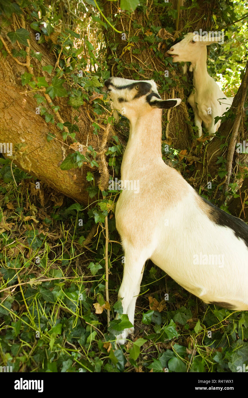 Seattle, Washington State, USA. Goat eating brush out of a tree