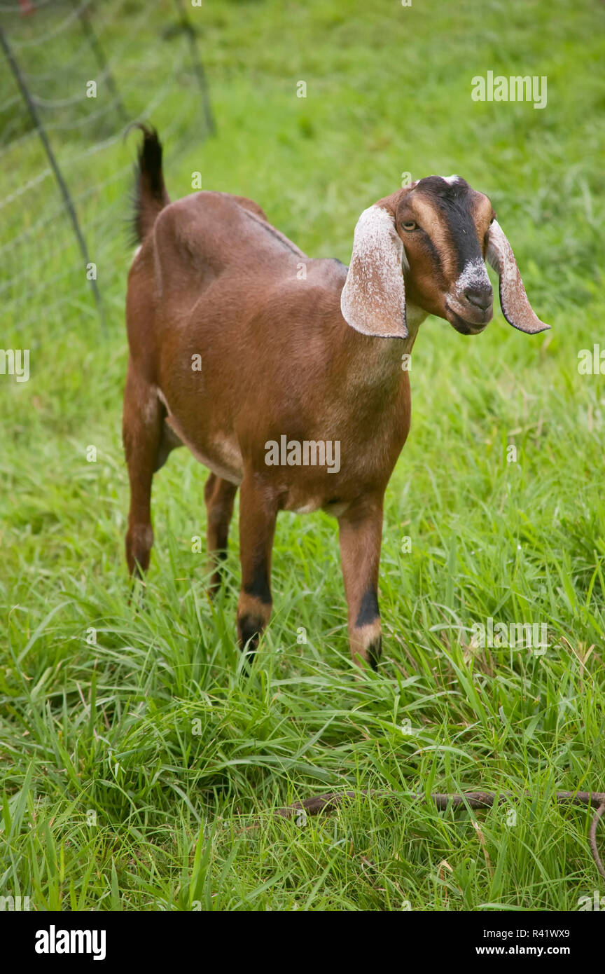 Bellevue, Washington State, USA. Nubian Goat standing in a grassy field. Stock Photo
