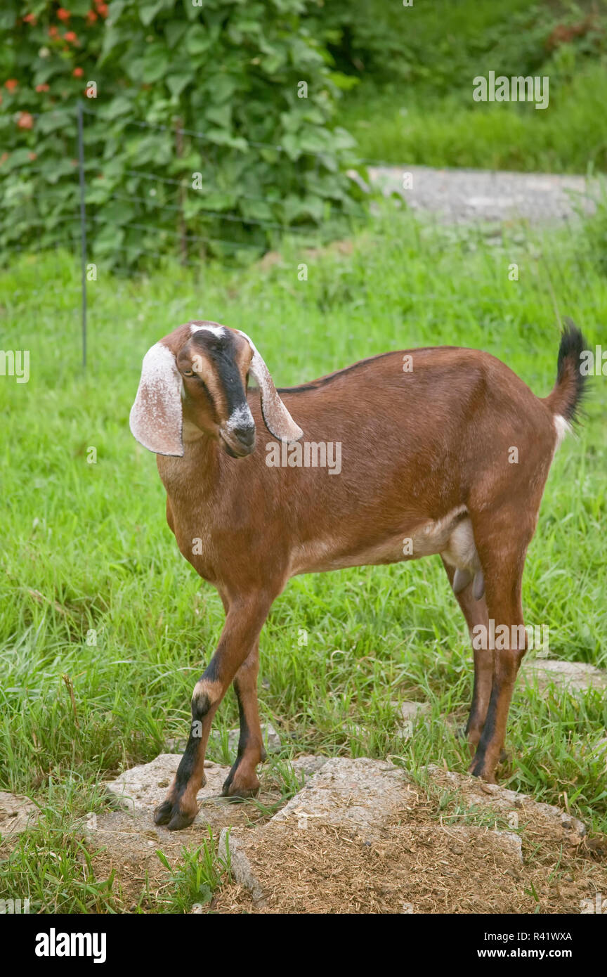 Bellevue, Washington State, USA. Nubian Goat standing in a grassy field. Stock Photo