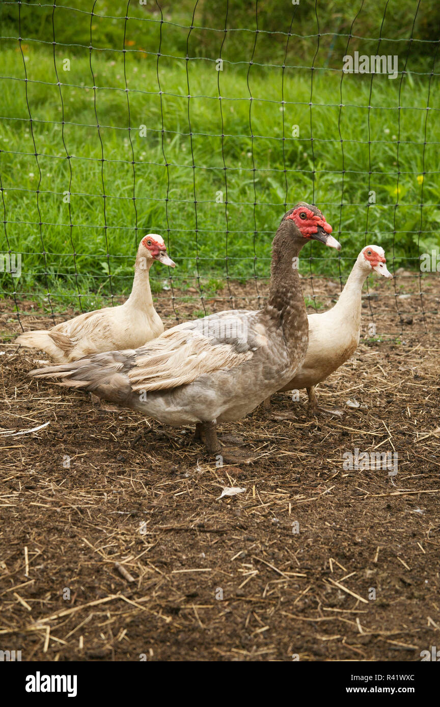 Bellevue, Washington State, USA. Male and two female domestic Muscovy ducks, also known as Musky Duck or Barbary Duck. Stock Photo