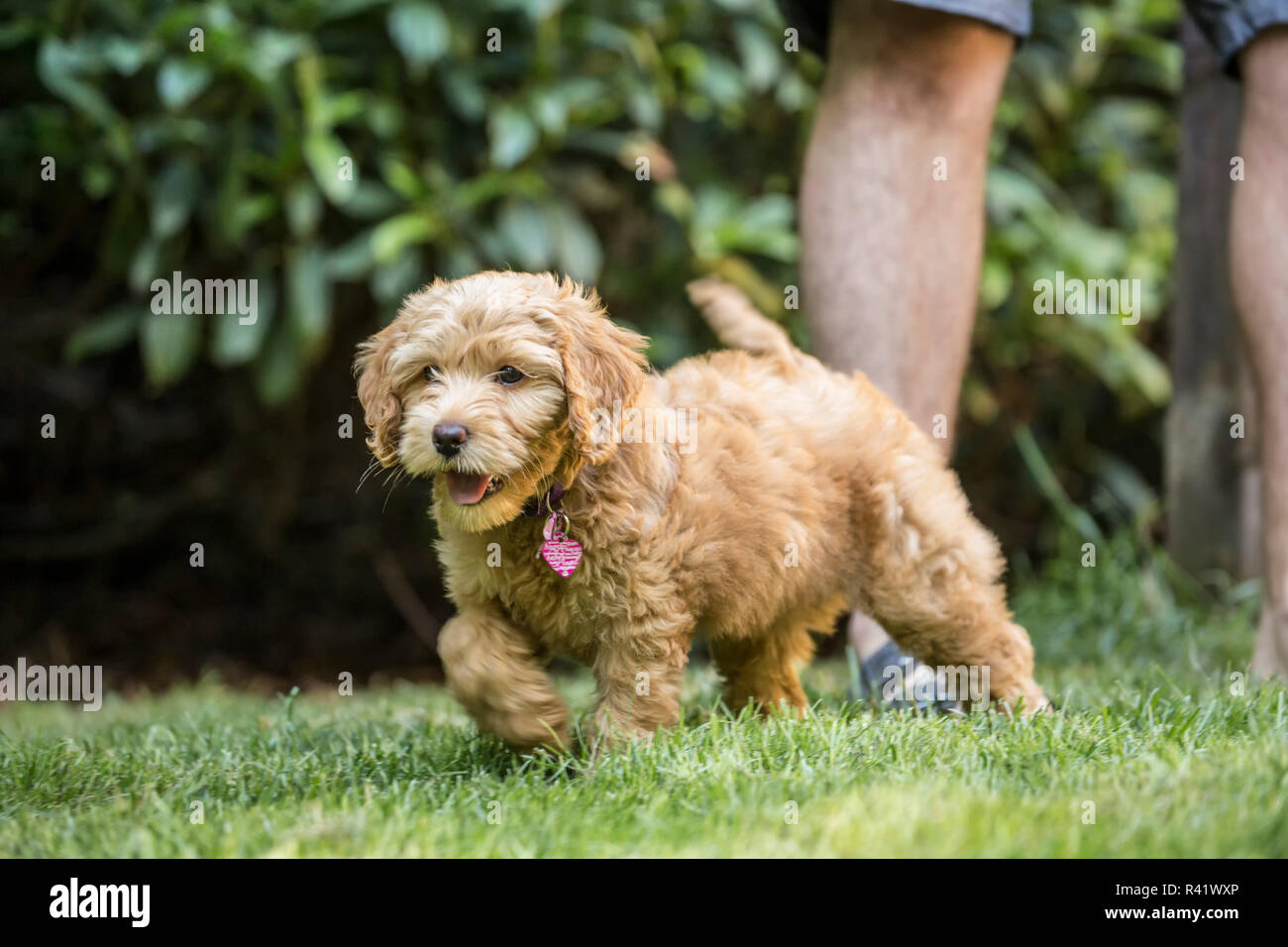 Issaquah, Washington State, USA. Eight week old Goldendoodle puppy playing on the lawn beside her owner. (PR,MR) Stock Photo