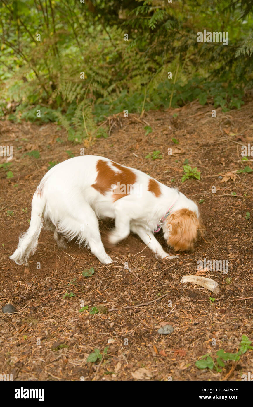 why does a dog bury a bone