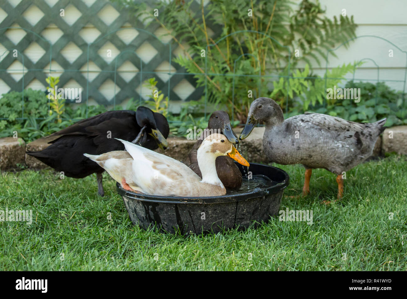 Leavenworth, Washington State, USA. Four types of Indian Runner ducks: White and Fawn, black, chocolate and blue. (PR) Stock Photo