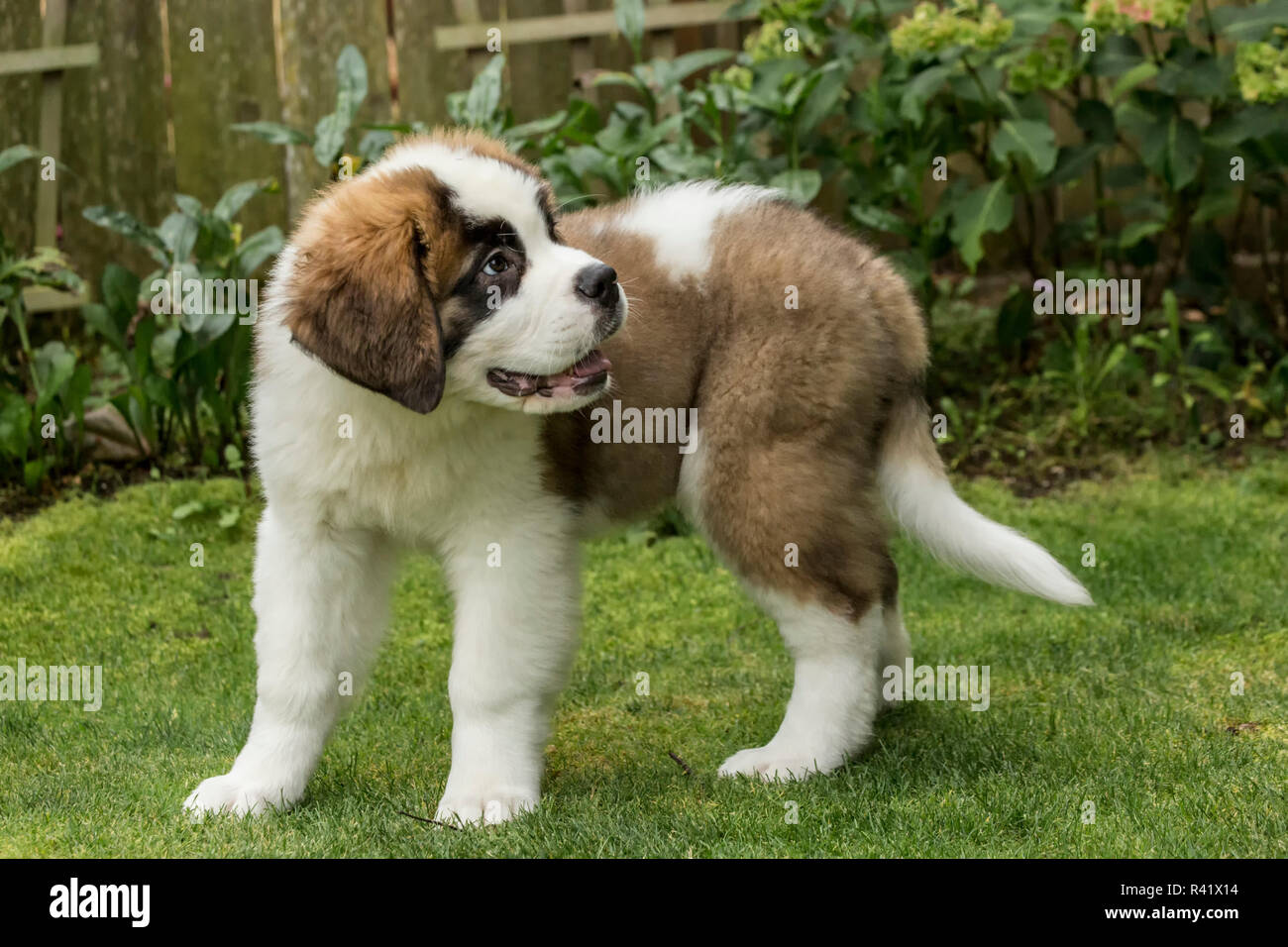 Renton, Washington State, USA. Portrait of a three month old Saint Bernard puppy turning around to see what his owner is doing. (PR) Stock Photo