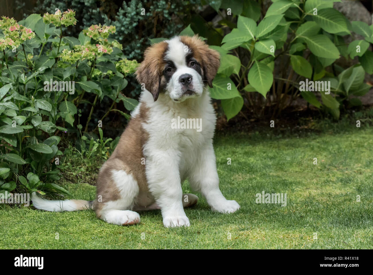 Renton, Washington State, USA. Portrait of a three month old Saint Bernard puppy in his yard. (PR) Stock Photo