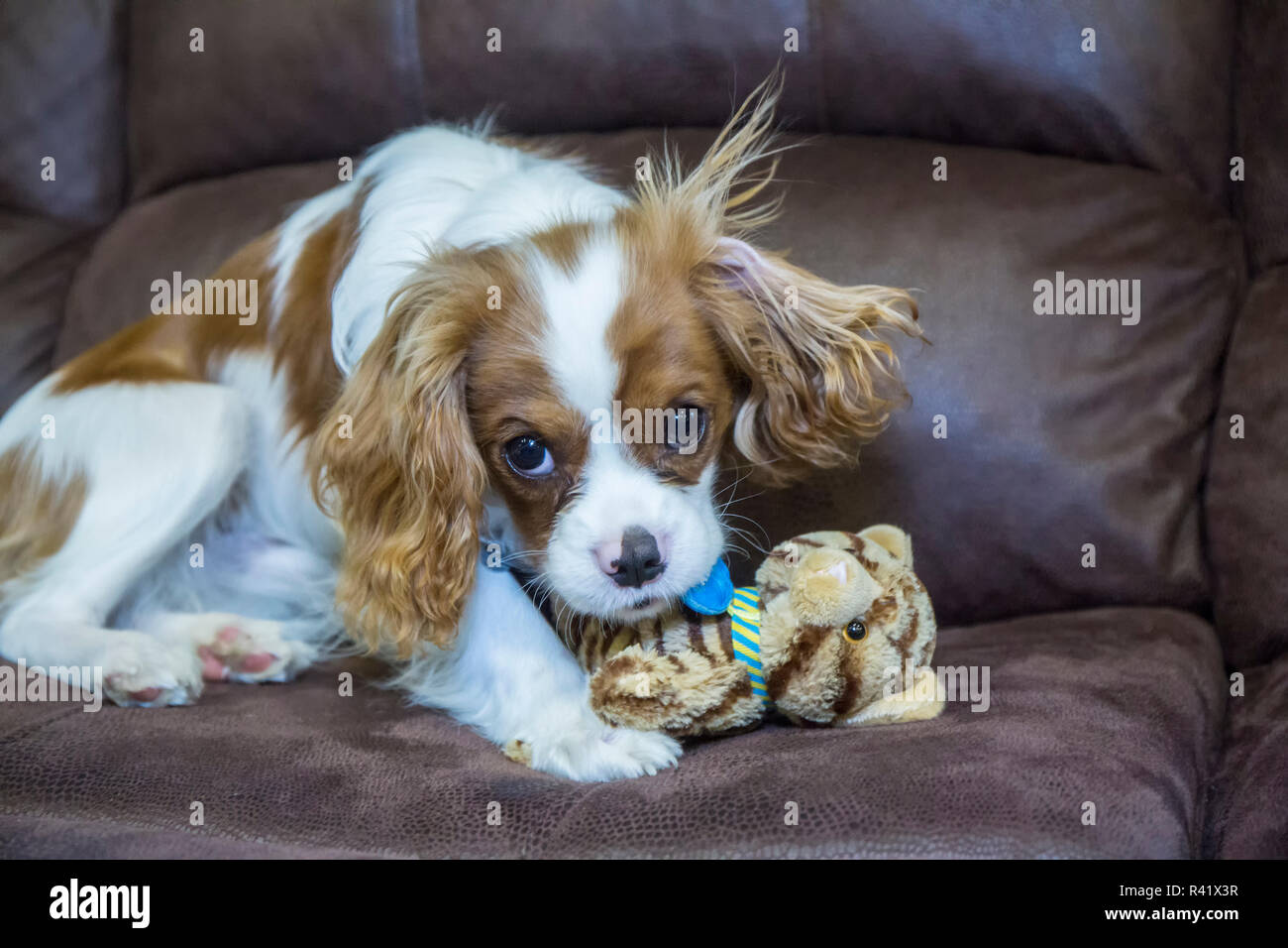 ruby cavalier king charles spaniel stuffed animal