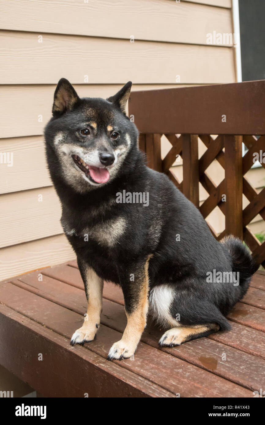 Issaquah Washington State Usa Three Year Old Shiba Inu