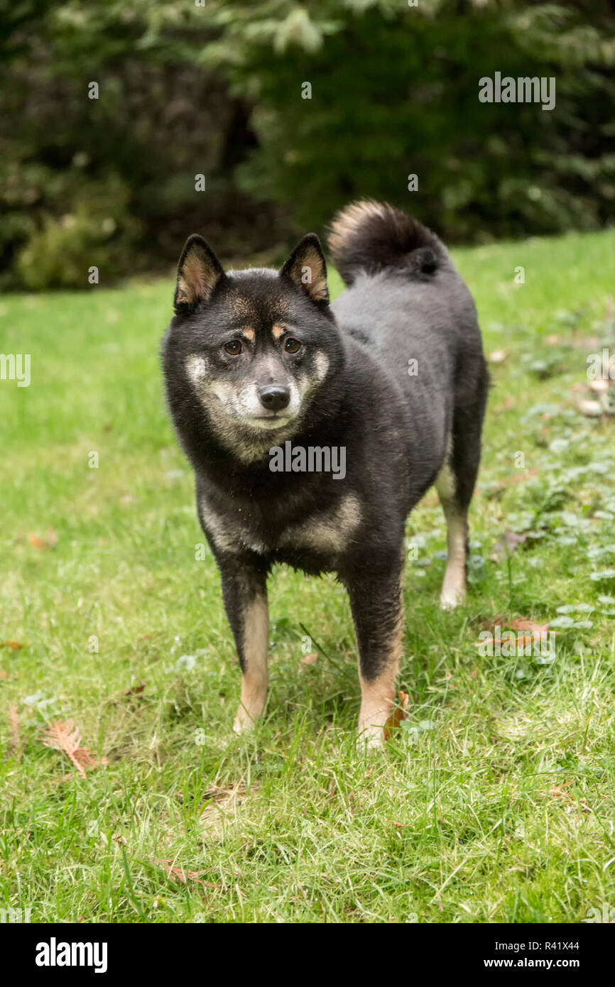 Issaquah Washington State Usa Three Year Old Shiba Inu