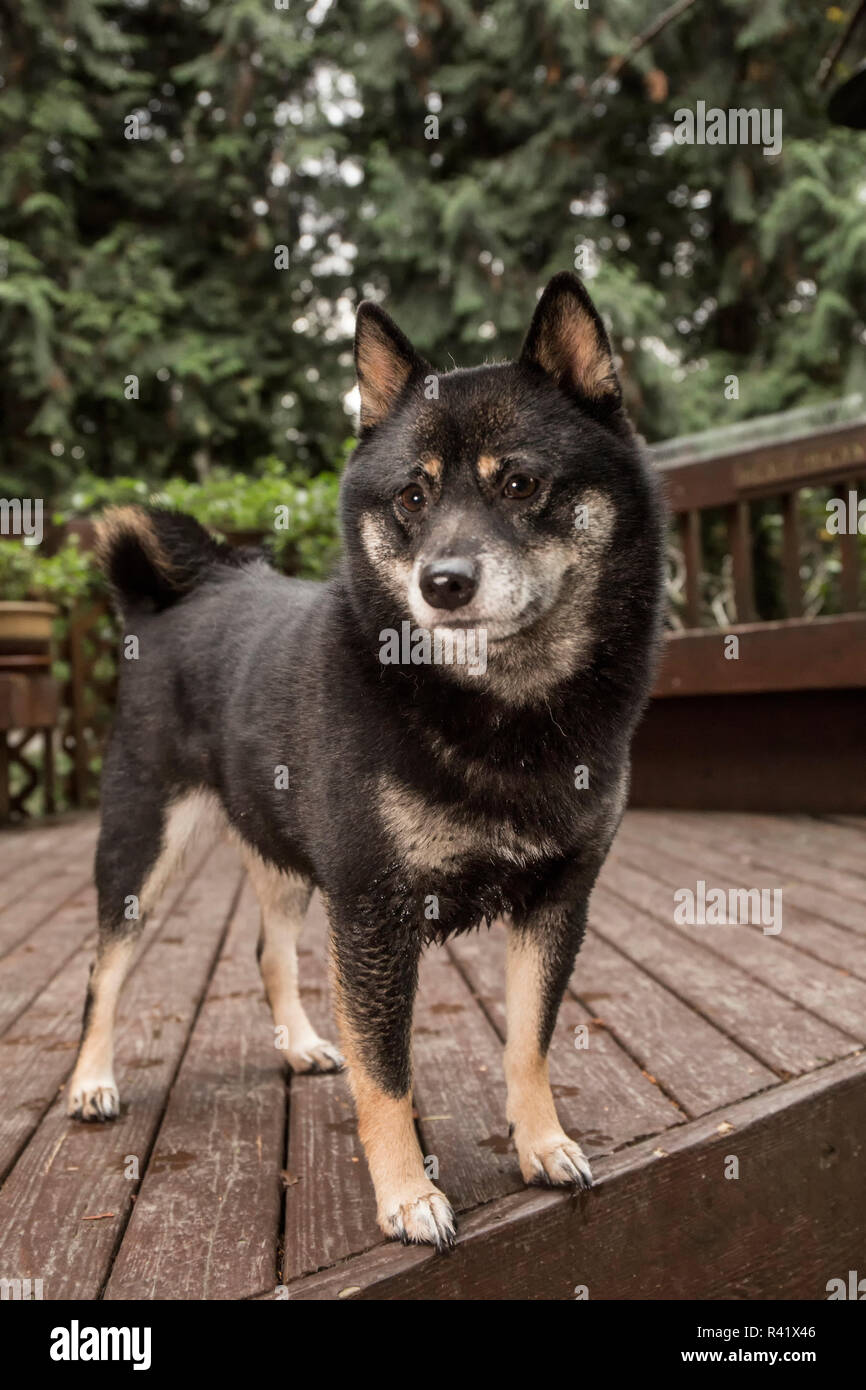 Black And Tan Shiba Inu High Resolution Stock Photography And Images Alamy
