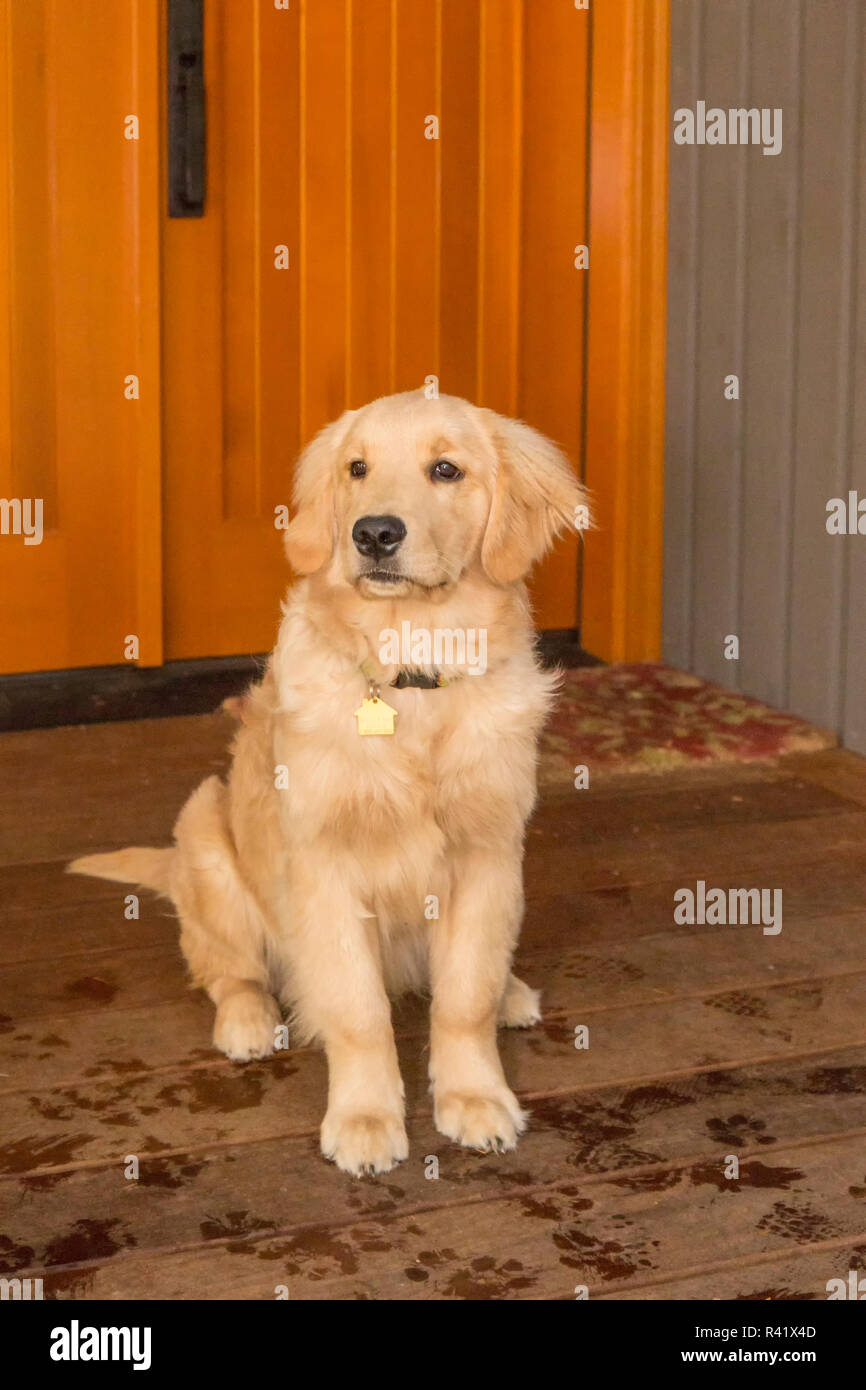 4 month old golden retriever