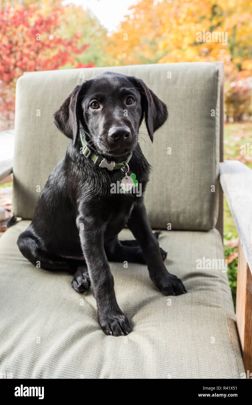 Bellevue, Washington State, USA. Three month old black Labrador Retriever puppy posing on a patio chair. (PR) Stock Photo