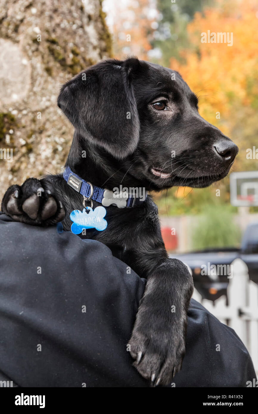 Bellevue, Washington State, USA. Man holding his three month old black Labrador Retriever puppy. (PR,MR) Stock Photo
