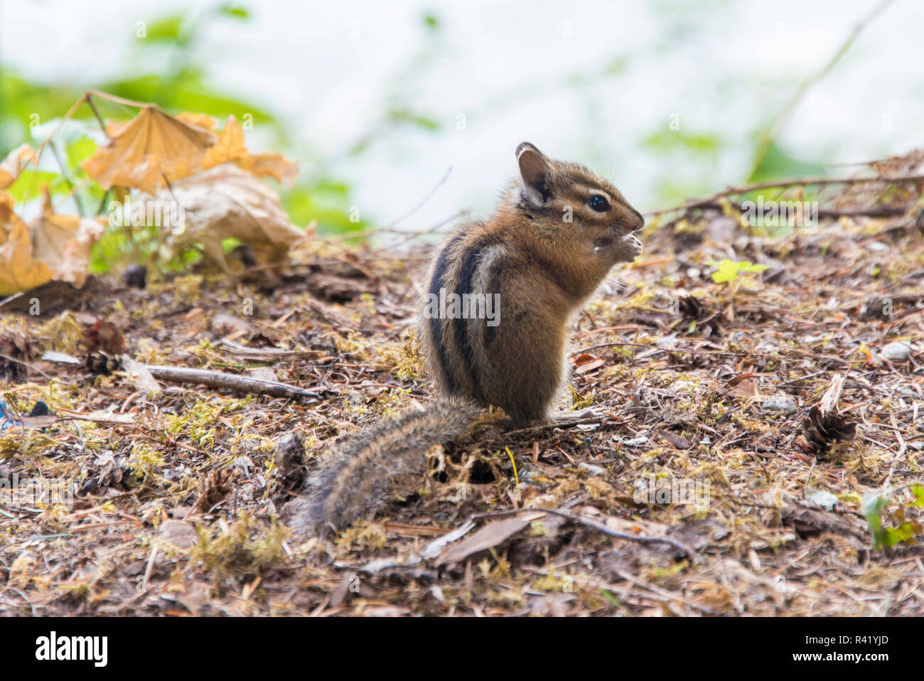 USA, Washington State. Mt. Baker Snoqualmie National Forest. Campground chipmunk Stock Photo