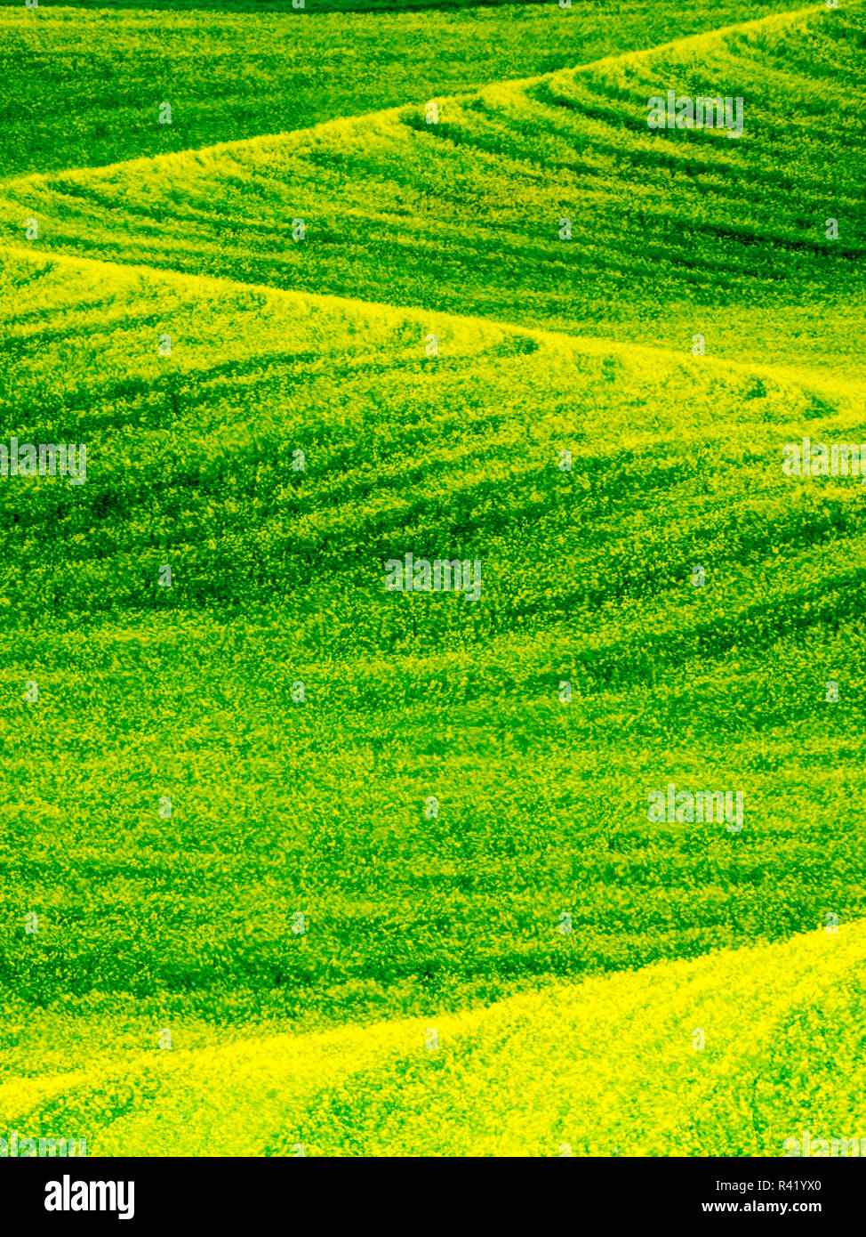 Patterns in canola fields Stock Photo - Alamy