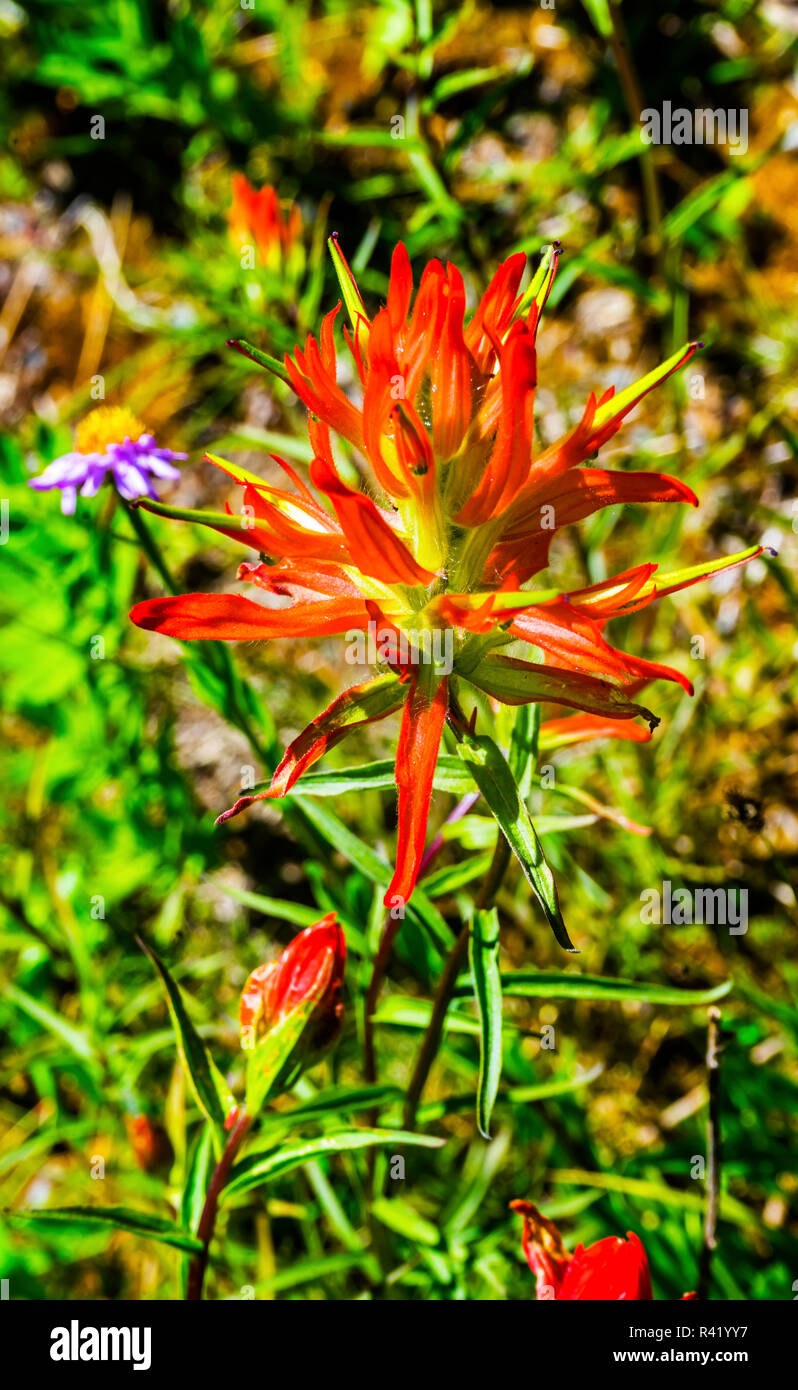 Orange Scarlet Indian Paintbrush wildflower. Mount Rainier National