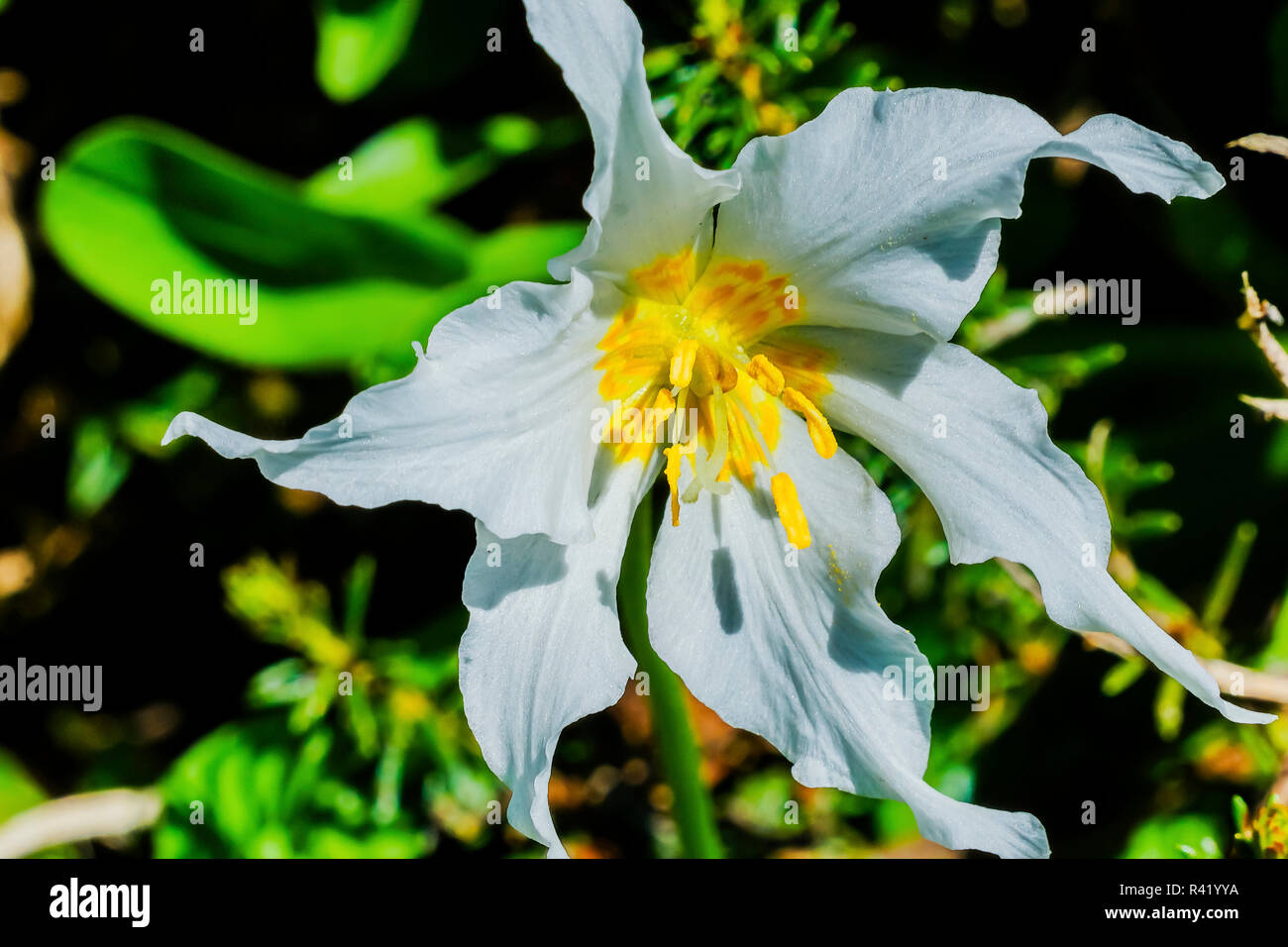White Avalanche Lily Erythronium Montanum wildflower. Mount Rainier National Park, Paradise, Washington State, USA Stock Photo
