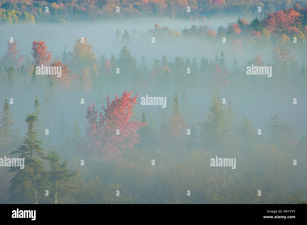 USA, West Virginia, Canaan Valley State Park. Forest in fog. Credit as: Jay O'Brien / Jaynes Gallery / DanitaDelimont.com Stock Photo