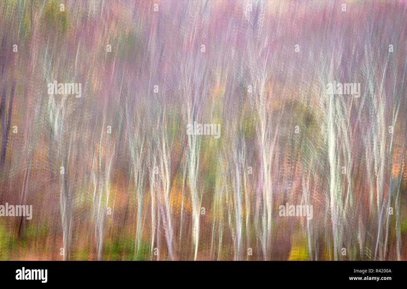 USA, West Virginia, Delaware Watergap Recreational Area. Forest abstract. Credit as: Jay O'Brien / Jaynes Gallery / DanitaDelimont.com Stock Photo