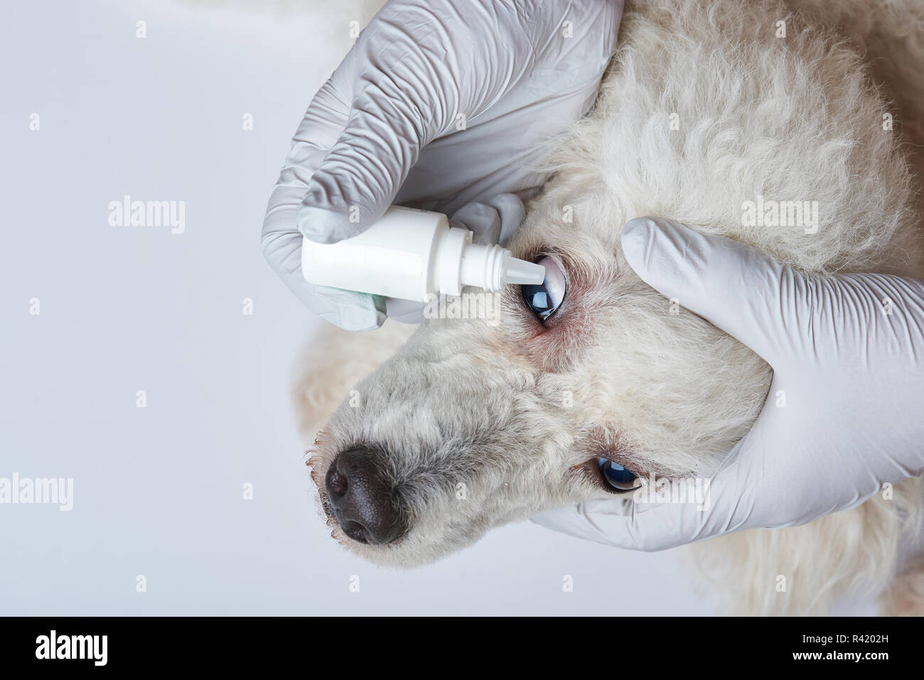 how to put eye drops in a dog that bites