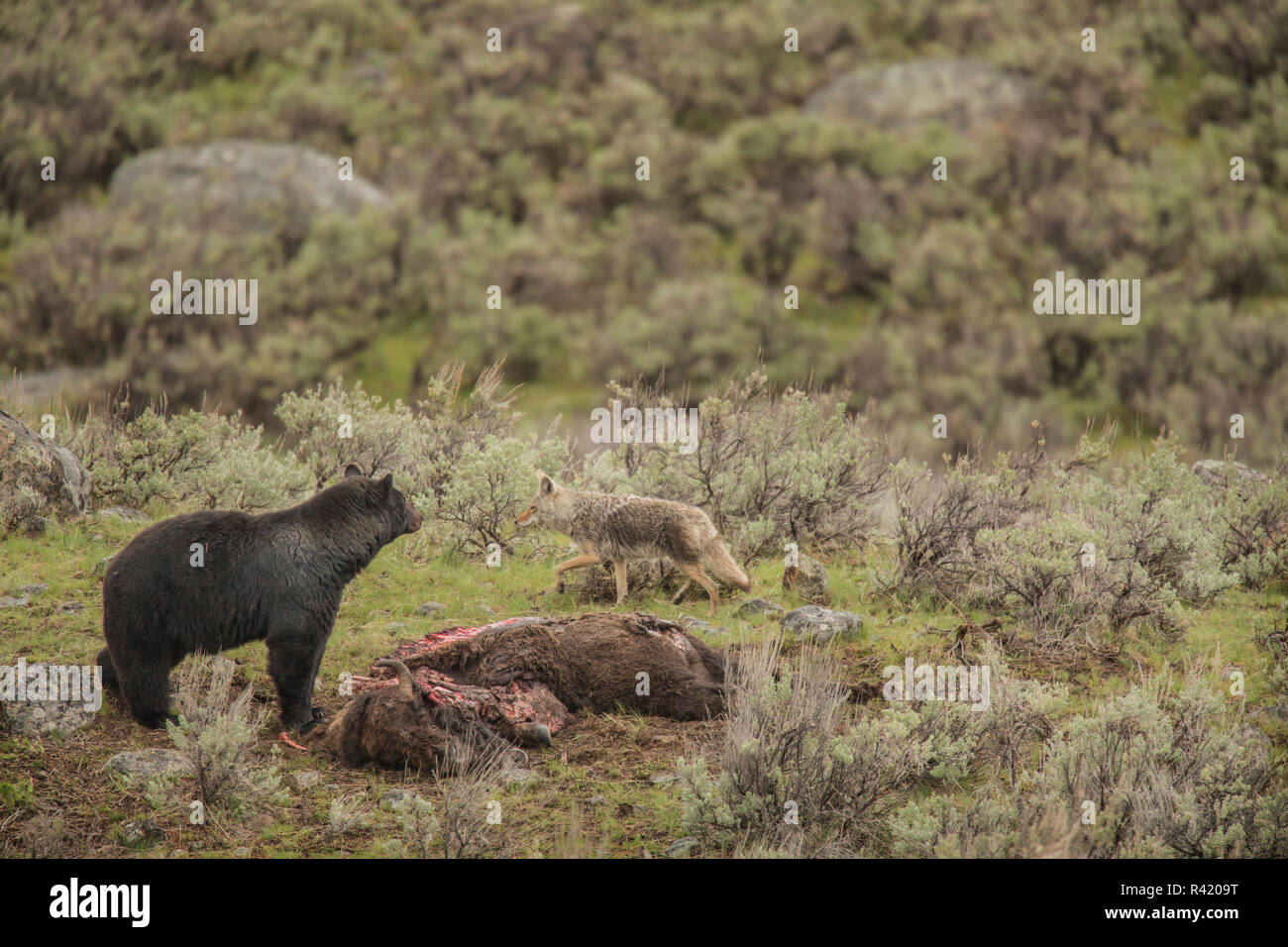 USA, Wyoming, Yellowstone National Park. Coyote and black bear vie for bison carcass. Stock Photo