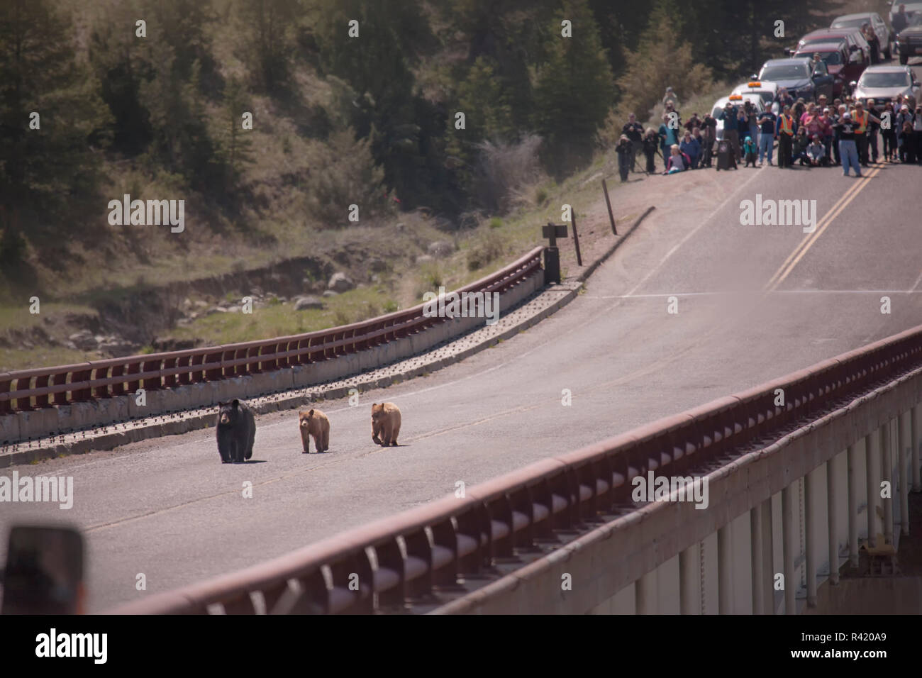 USA, Wyoming, Yellowstone National Park. Mother black bear leads two cubs across bridge. Stock Photo