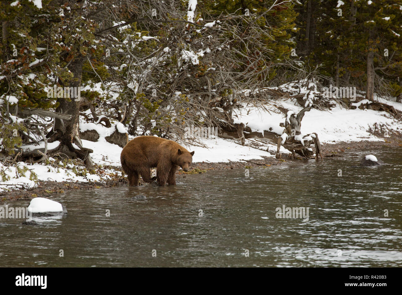USA, Wyoming, Yellowstone National Park. Black bear on shore of Yellowstone Lake. Stock Photo