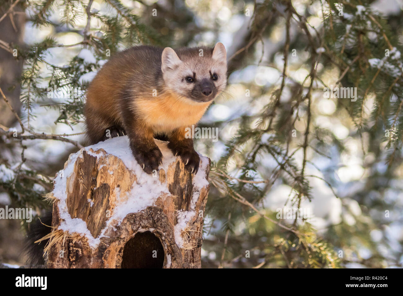 USA, Montana, Shoshone National Forest. Pine marten close-up in winter. Stock Photo