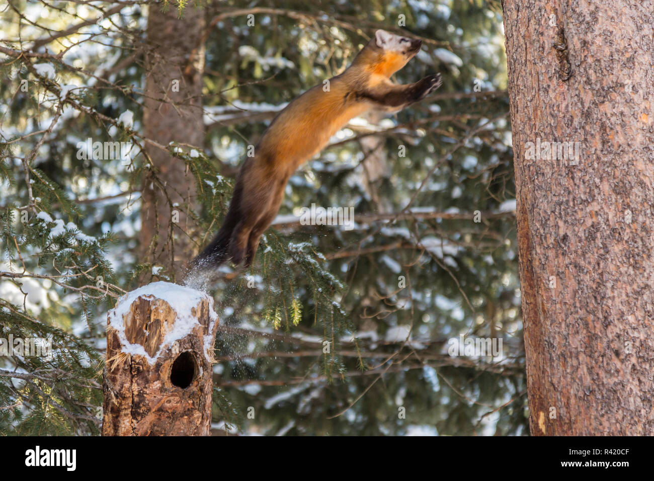USA, Montana, Shoshone National Forest. Pine marten leaping. Stock Photo