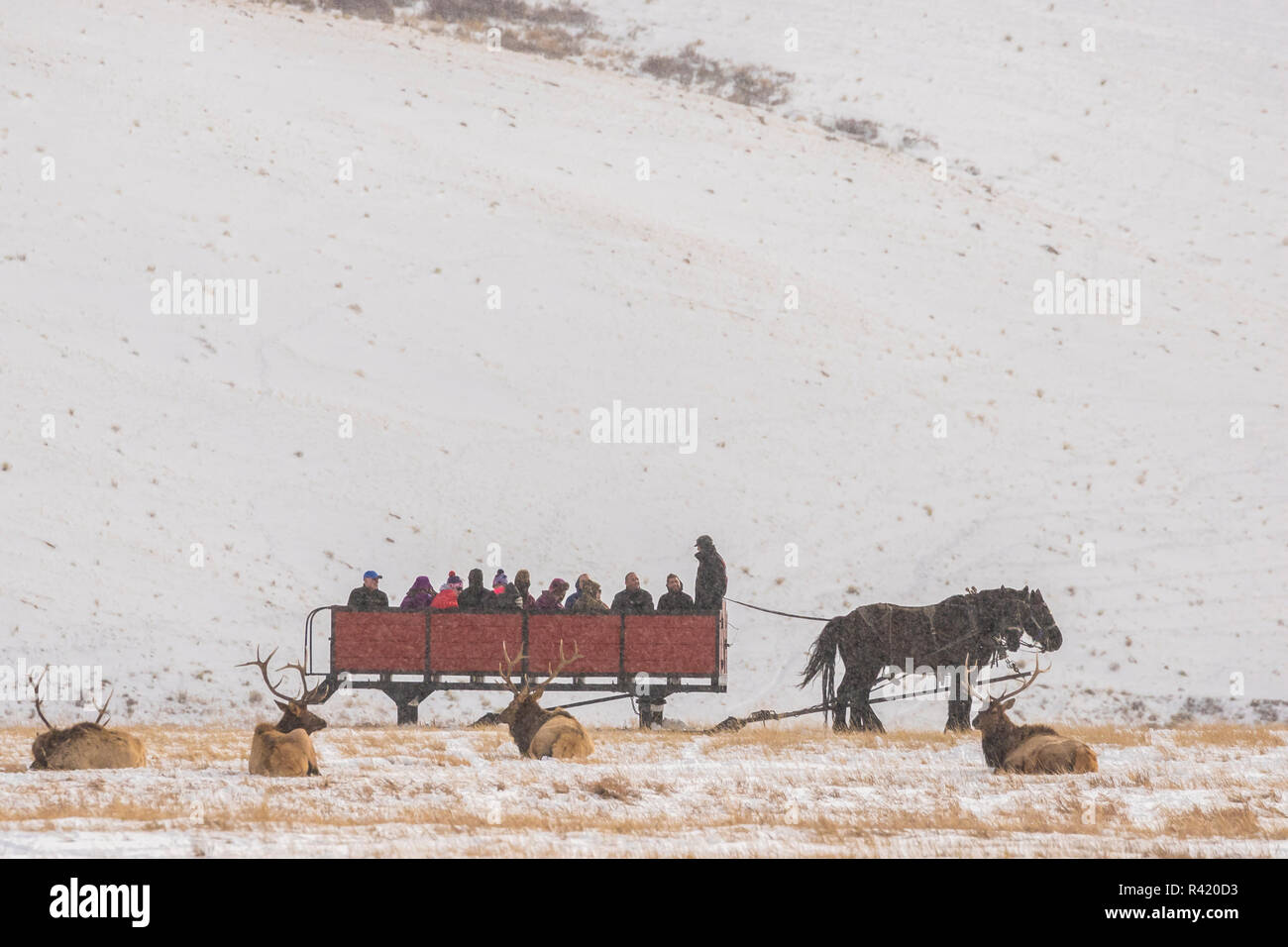 USA, Wyoming, National Elk Refuge. Tourists on sleigh ride and resting elk. Stock Photo