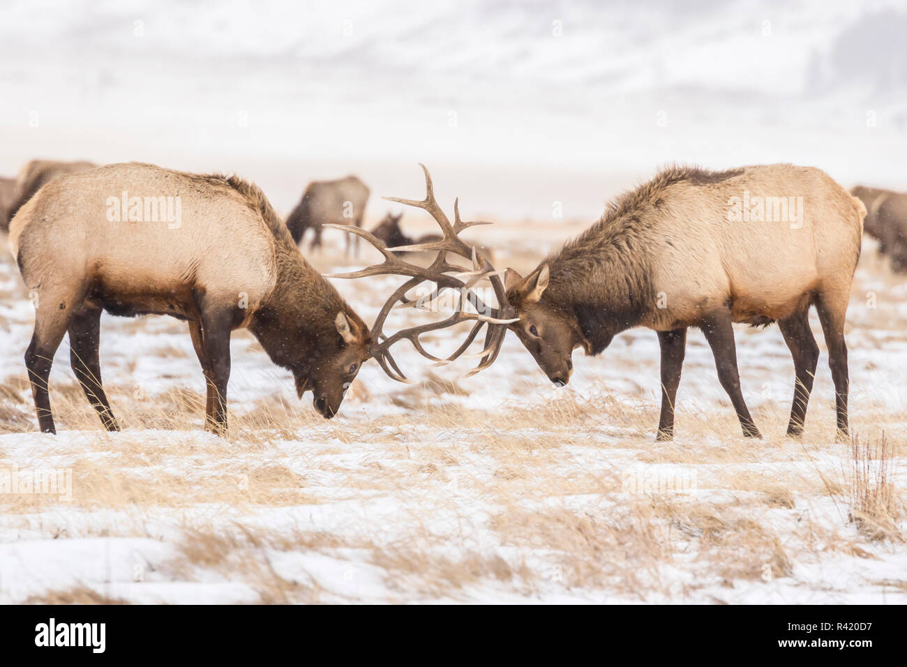 USA, Wyoming, National Elk Refuge. Bull elks fighting in winter. Stock Photo