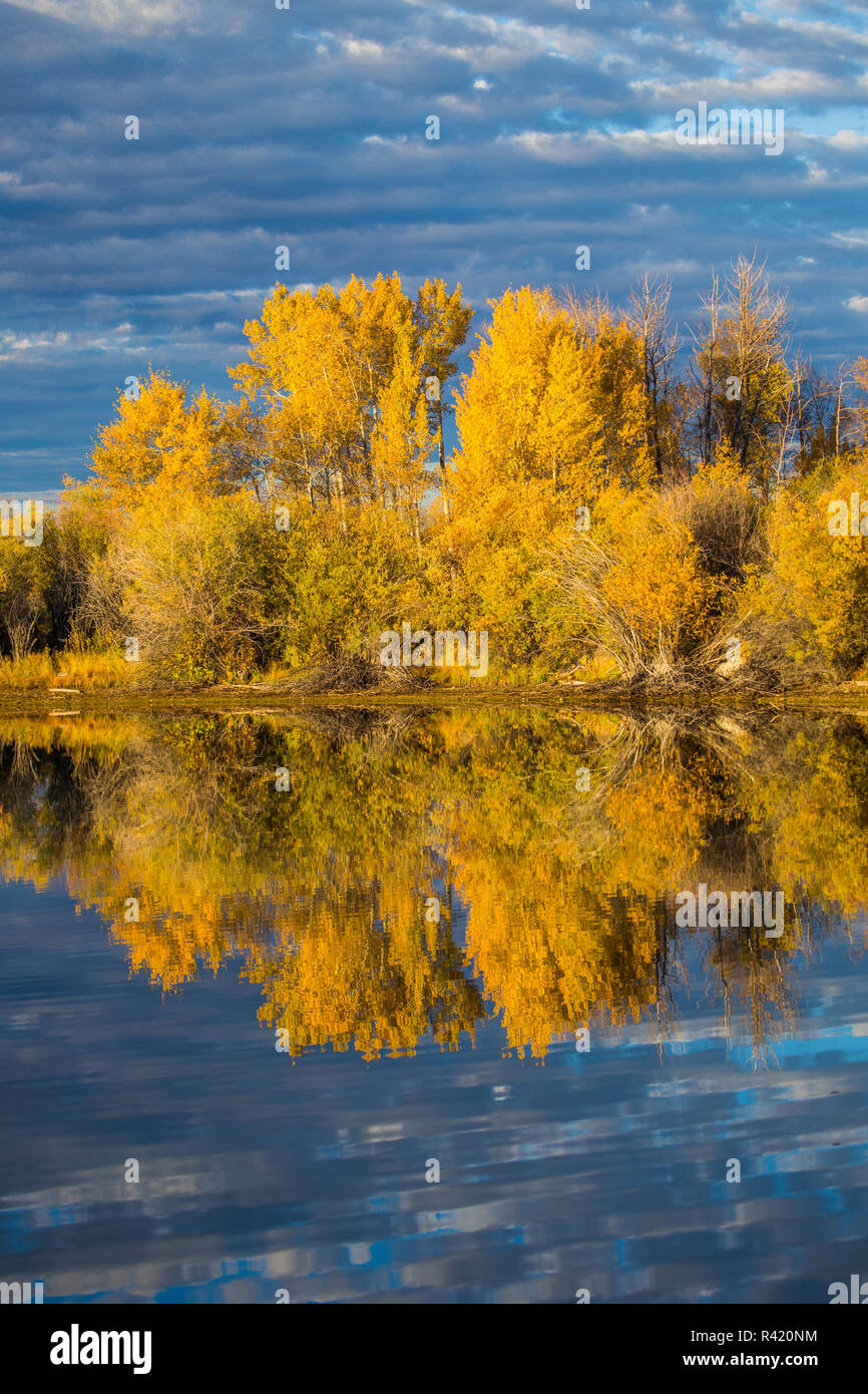 USA, Wyoming, Sublette County. Autumn color from willows and aspens reflects in a pond of water with cloudy, morning light. Stock Photo